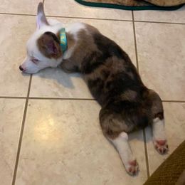 American Corgis and Pembroke Welsh Corgis from Painted Valley Corgis