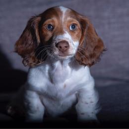 Mo or Henry - Chocolate male Dachshund puppy in Copperas Cove, Texas from Creme de la Creme Dachshunds