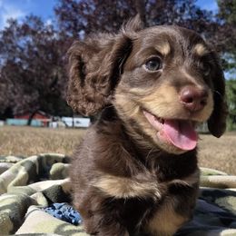 Dachshunds from Cassiopeia Doxies