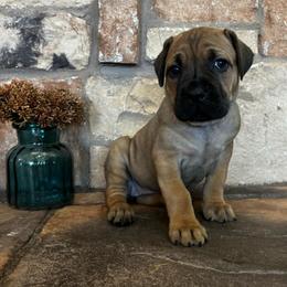 Pink collar - Red female Cane Corso puppy in Tucson, Arizona from Cane Corso Friends