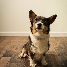 Dolly - Blue female Pembroke Welsh Corgi puppy in Mineral Point, Wisconsin from Brunett Corgi Co