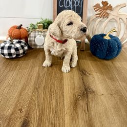 Boy 1 - red - White male Poodle puppy in Town Creek, Alabama from Charming Country Poodles