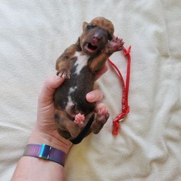 Rhodesian Ridgeback Puppies from Monarch Rhodesian Ridgebacks