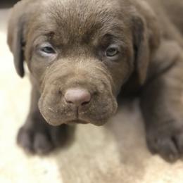 Dachshund and Labrador Retriever Puppies from Mountain Farm Dachshunds & English Labs