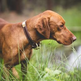 Shelby - Vizsla