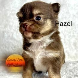 Chihuahua Puppies from Sunset Eves Chihuahuas