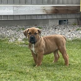 Girl 3 - Boerboel puppy in Blackfoot, Idaho from Rocky Mountain Boerboels