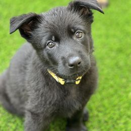 Girl 7 - German Shepherd puppy in Tamiami, Florida from Vom MontHaus