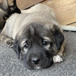 Onyx Girl - Fawn female Anatolian Shepherd Dog puppy in Kalispell, Montana from Wild Rooster Family Farm (AKC Anatolians OFA Hips Tested)