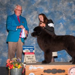 Newfoundland All Grown Up from Faithful Acres Newfs