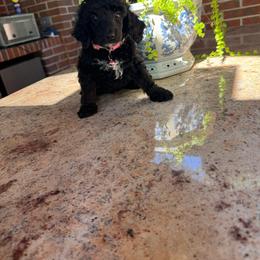 Leche - Black female Poodle puppy in Gainesville, Florida from Pipsqueak Mansion Poodles