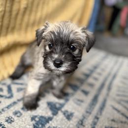 Moe - Black and silver male Miniature Schnauzer puppy in La Mirada, California from SchnauzersRus