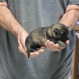 Girl 1 - Sable female German Shepherd puppy in Lake George, Colorado from High Country German Shepherds