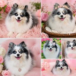 Pomeranian puppies from California Pom Paradise