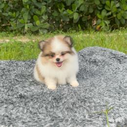 Tiny Daisy 3800 - Cream sable parti female Pomeranian puppy in Naples, Florida from 🤎 Dreaming Puppies 🐶