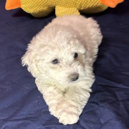 Rose - Green Collar - White female Bichon Frise puppy in 63101 (St. Louis Metro Area), Missouri from BichonSTL