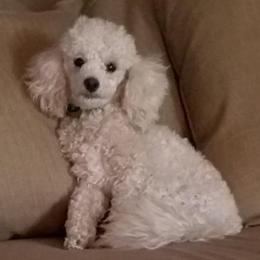 Poodles from Fred's Toy Poodles