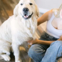 Goose - Golden Retriever