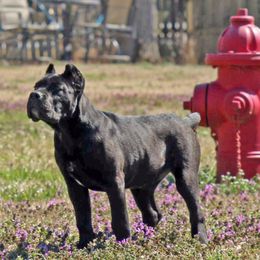 Cane Corso and French Bulldogs from Alasdair