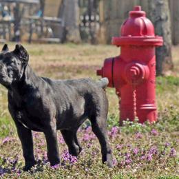 Cane Corso and French Bulldogs from Alasdair