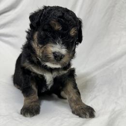 Jingle - Tri-color male Bernedoodle puppy in Leesport, Pennsylvania from Bechtel’s Bernadoodles