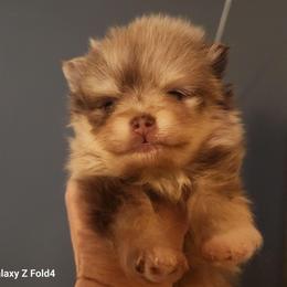 Clover - 3,500 dollars - Chocolate merle female Pomeranian puppy in Amelia, Ohio from Boujee Puff Poms