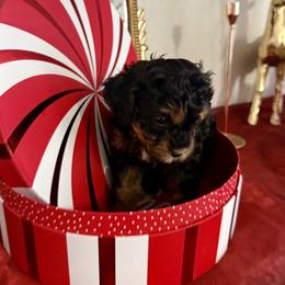 Girl 1 - Tri-color female Cavapoo puppy in Nampa,, Idaho from Clig Doodle Days