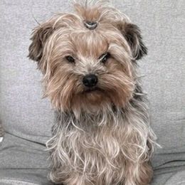 Sharkbait - Yorkshire Terrier