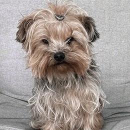 Sharkbait - Yorkshire Terrier