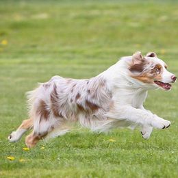 Australian Shepherds from Petrichor Australian Shepherds