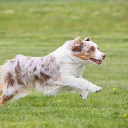 Australian Shepherds from Petrichor Australian Shepherds