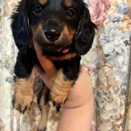 Maggie - Black and tan female Dachshund puppy in Springfield, Tennessee from Savannah’s Doxie Palace