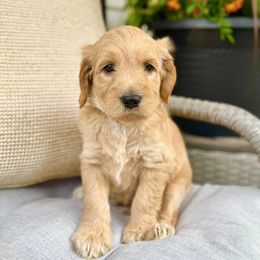 Pisco - Apricot male Goldendoodle puppy in Charles Town, West Virginia from Locust Hill Goldendoodles