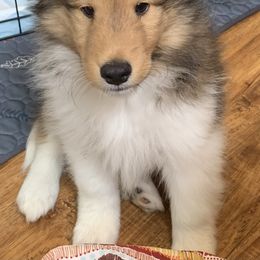 Shetland Sheepdog Puppies from Sei Bella Shelties