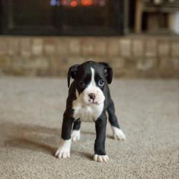 Bobby McGee - Brindle male Boxer puppy in Georgia from Stephanie’s Boxers