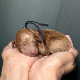 Boy 4 - male Goldendoodle puppy in Palmetto Bay, Florida from SOMIDOODLES