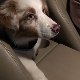 Australian Shepherd Puppies from Peacock’s Pride Australian Shepherds