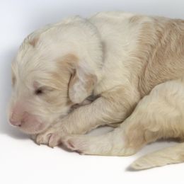 Daphne - Fawn and white Sheepadoodle puppy in Houston, Texas from Texas Castle Doodles
