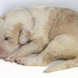 Daphne - Fawn and white Sheepadoodle puppy in Houston, Texas from Texas Castle Doodles