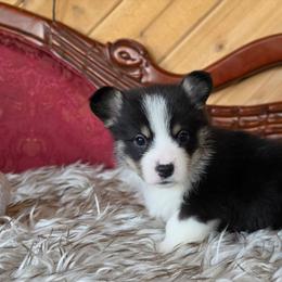 Male 4 - Black and tan male Pembroke Welsh Corgi puppy in Washington from Castle View Royal Rumps