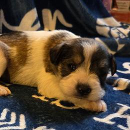 Kara - Parti female Miniature Schnauzer puppy in Elgin, Iowa from Firefly Stables