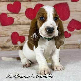 Paddington - Mahogany and white male Basset Hound puppy in Dingess, West Virginia from Tuckers' Howling Hounds