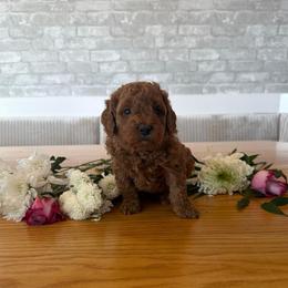 Clover - Apricot male Goldendoodle puppy in Payson, Utah from Country Sky Doodles