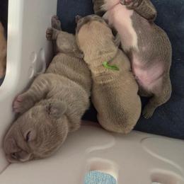 French Bulldog Puppies from Kaitlyn Slone