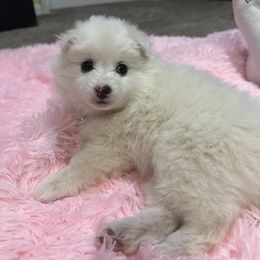 American Eskimo Dog Puppies from Eskie Babes