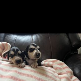 Puppy Boy 2 - Blue and cream male Afghan Hound puppy in Carlisle, Pennsylvania from Winterberry Afghan Hounds