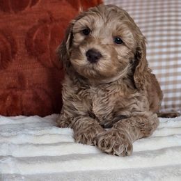 June - Red female Australian Labradoodle puppy in Connersville, Indiana from Dessie's Doodles
