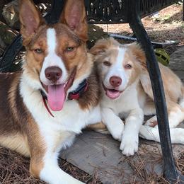 Border Collie Puppies from Salvatore Maida
