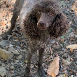 Nixie - Poodle