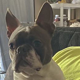 Rorschach - Boston Terrier